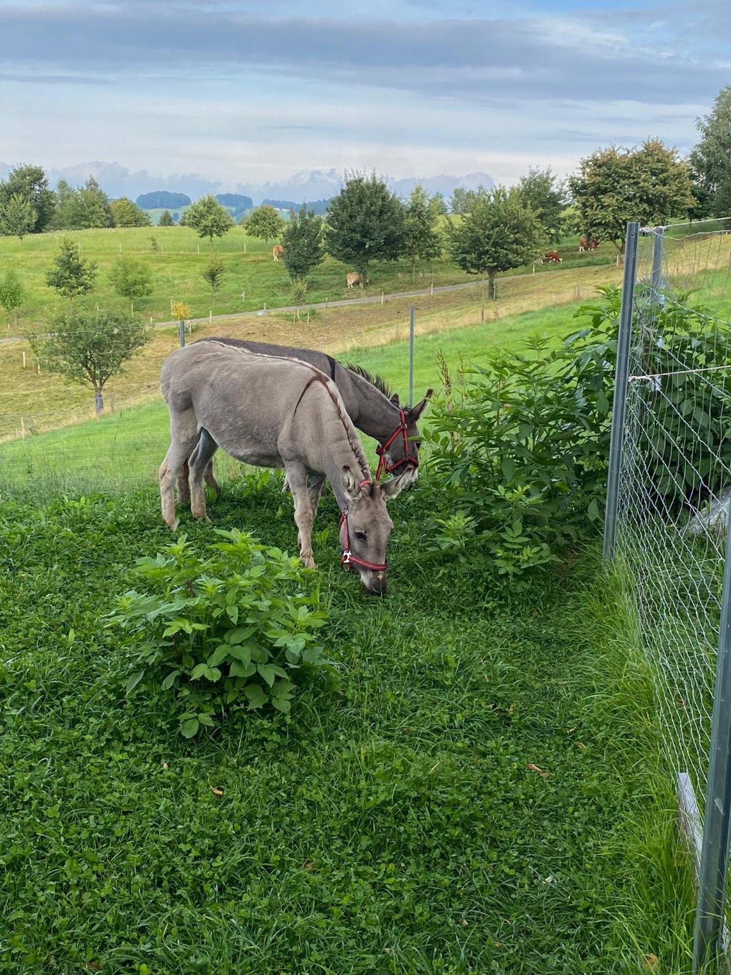 Urlaub Auf Dem Bauernhof Hedwigshoehe Hohnstein Luaran gambar
