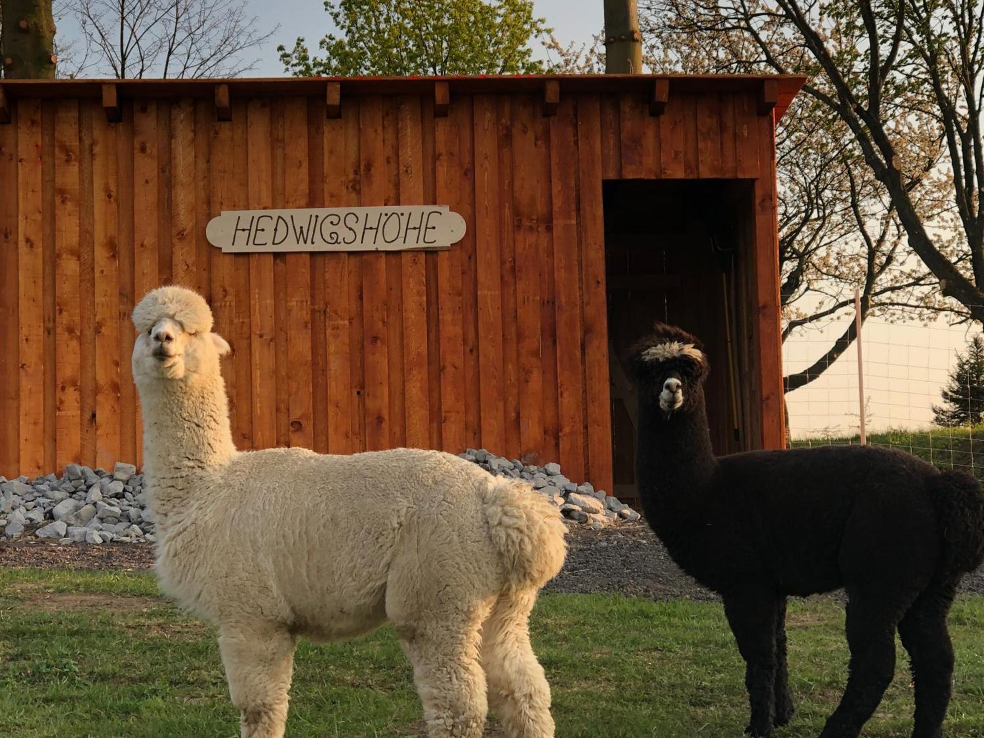 Urlaub Auf Dem Bauernhof Hedwigshoehe Hohnstein Luaran gambar